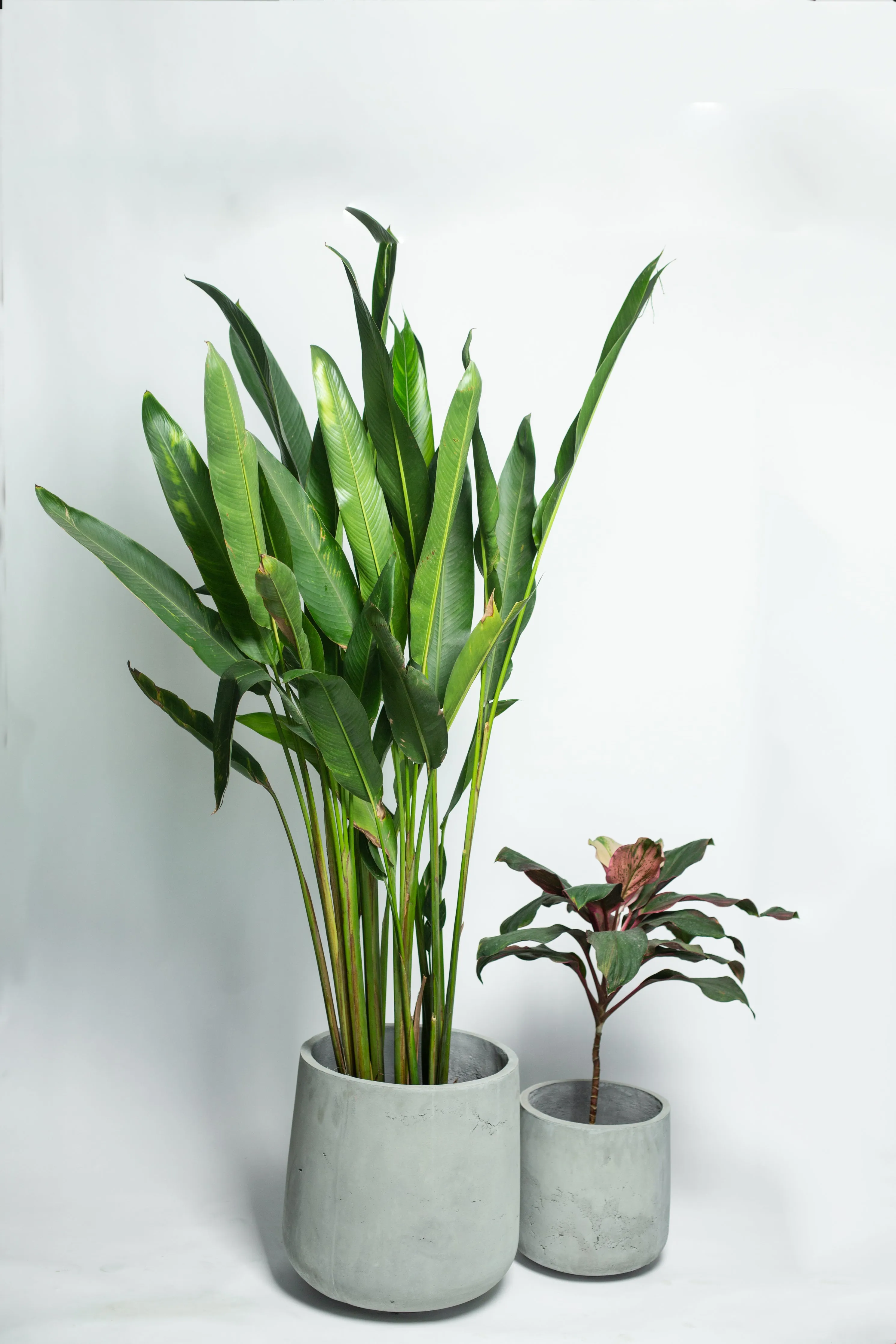 Concrete Planter - Amplo L