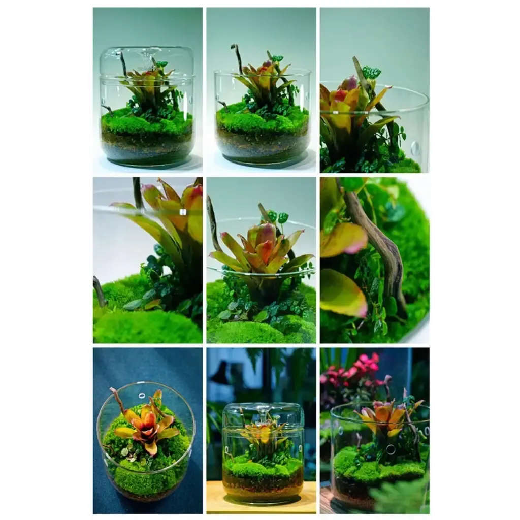 Geometric Terrarium 15cmx23cm L(R16)