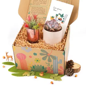 Gift Box - 1 Airplant and 1 Succulent