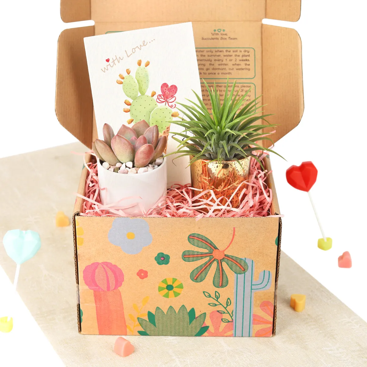 Gift Box - 1 Airplant and 1 Succulent