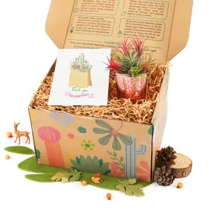 Gift Box - 1 Airplant