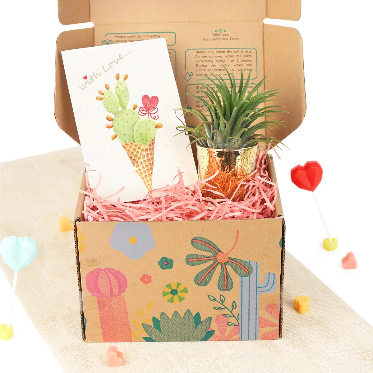 Gift Box - 1 Airplant