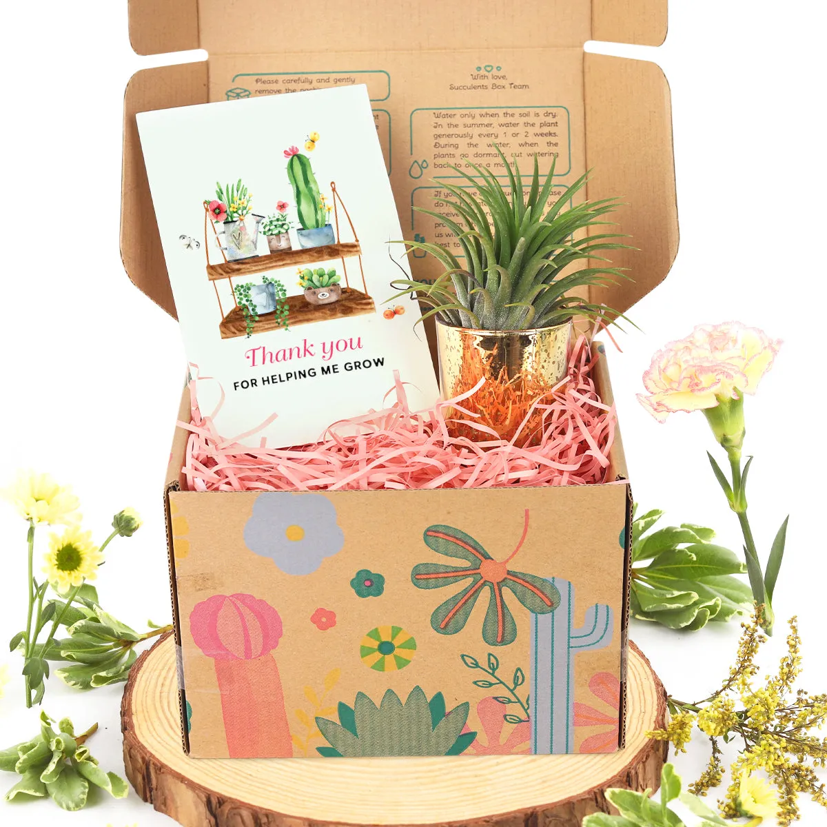 Gift Box - 1 Airplant