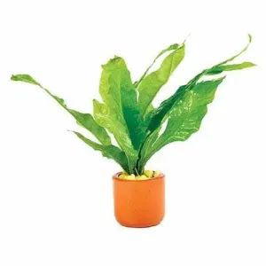 JAVA FERN MICROSORIUM - TERRACOTTA 3CM Terracotta Pot