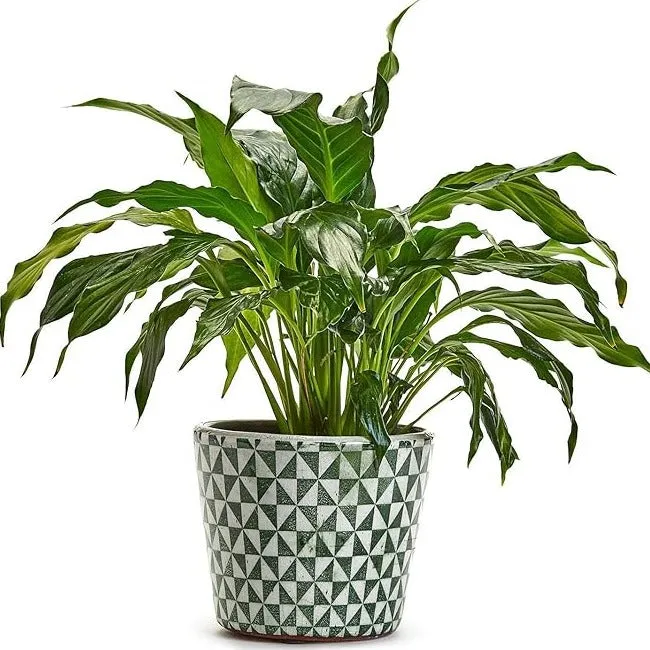 Plant Pot Arta Verde - Large