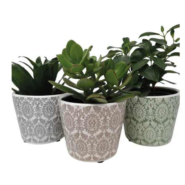 Plant Pot Delphi Mixed Colours - Set of Six