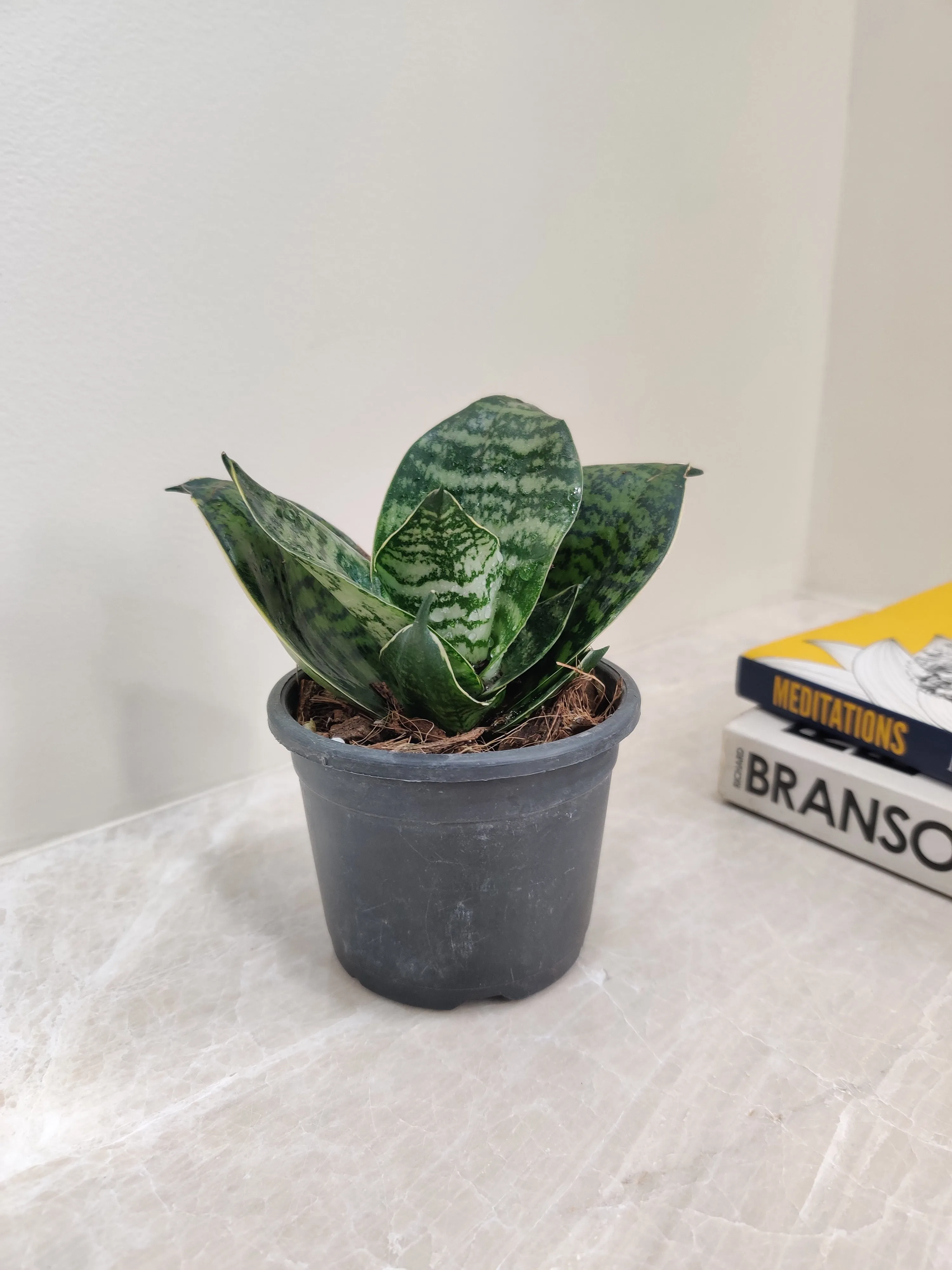 Sansevieria (Snake Plant) Hahnii Green Dwarf Plant