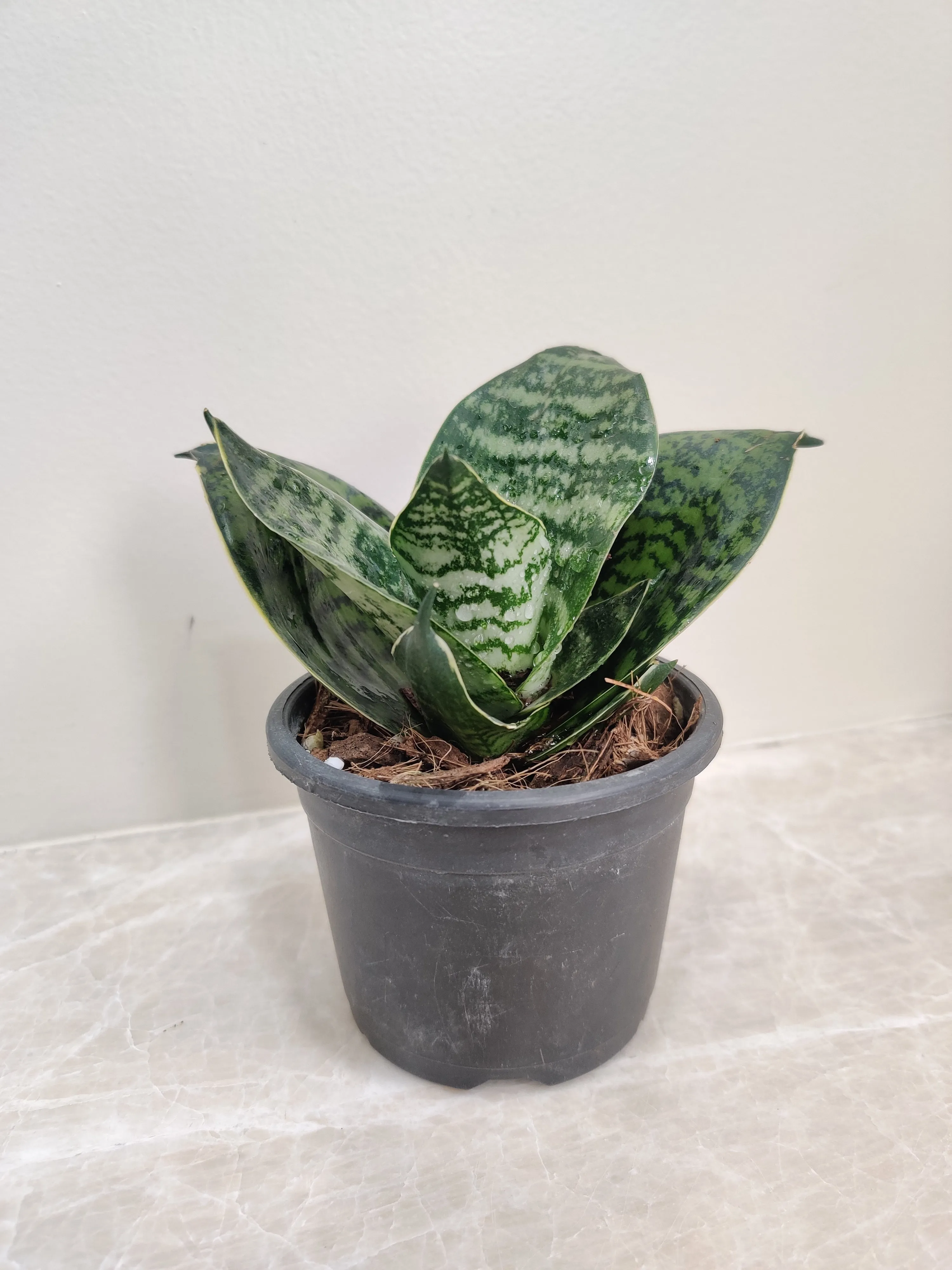 Sansevieria (Snake Plant) Hahnii Green Dwarf Plant